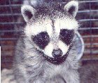 A cute young coon