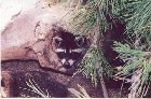 Coon Peering out a Hole in a Log