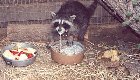 A Messing Raccoon