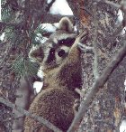 A cute raccoon in a Tree