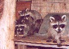 A coon trio