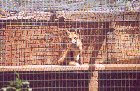 Fox in a cage