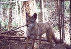 Coyote in a cage