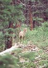 Coyote in a field