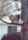 A squirrel eating a nut