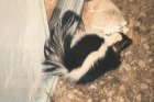 A skunk trapped in a window well