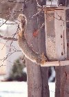 A squirrel leaning for food