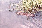 Beaver swimming