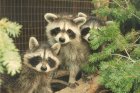 Three cute raccoons