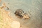 A beaver in the water